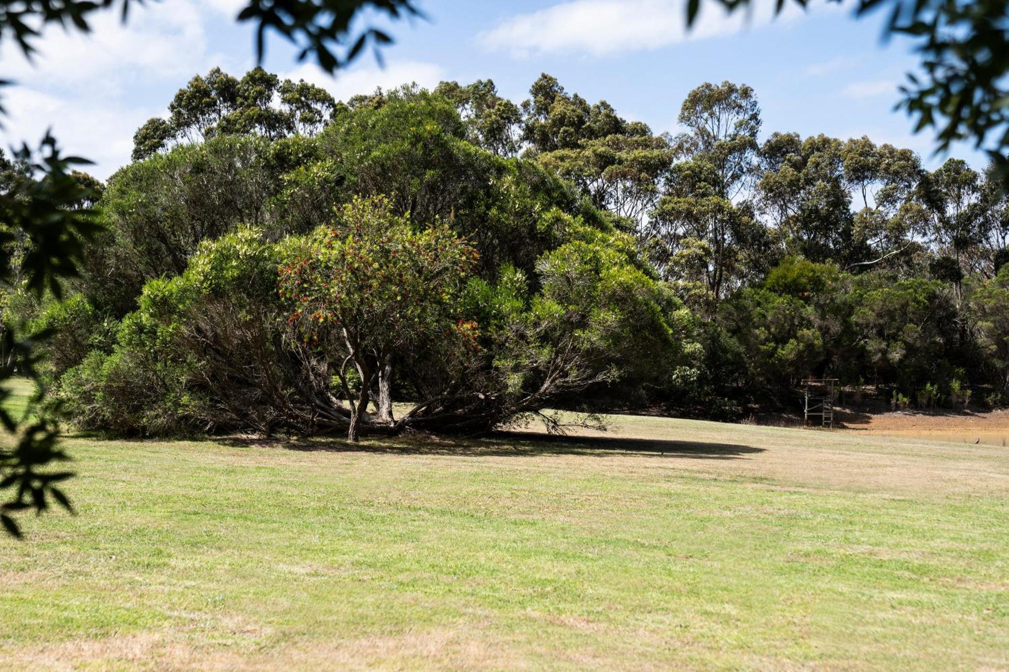 Bells Beach Cottages Bellbrae Buitenkant foto